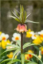 Fritillaria imperialis 'Garland Star' - Kaiserkrone 'Garland Star' Fritillaria imperialis 'Garland Star' - Kaiserkrone 'Garland Star'