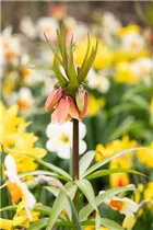 Fritillaria imperialis 'Garland Star' - Kaiserkrone 'Garland Star' Fritillaria imperialis 'Garland Star' - Kaiserkrone 'Garland Star'