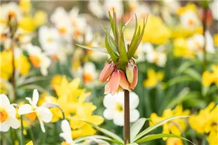 Fritillaria imperialis 'Garland Star' - Kaiserkrone 'Garland Star' Fritillaria imperialis 'Garland Star' - Kaiserkrone 'Garland Star'
