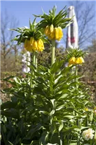 Fritillaria imperialis 'Maxima Lutea' - Garten-Kaiserkrone 'Maxima Lutea'