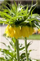 Fritillaria imperialis 'Maxima Lutea' - Garten-Kaiserkrone 'Maxima Lutea'