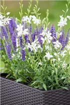 Gaura lindheimeri 'Short Form' - Garten-Prachtkerze 'Short Form'