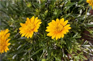 Gazania - Gazanie Gazania - Gazanie