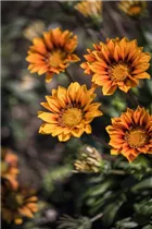 Gazania - Gazanie Gazania - Gazanie