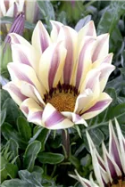 Gazania - Gazanie Gazania - Gazanie