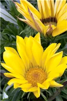 Gazania - Gazanie Gazania - Gazanie