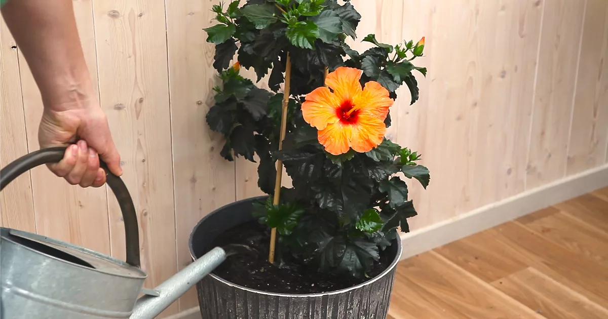  - Hibiskus - Umtopfen