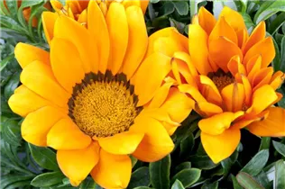 Gazania - Gazanie Gazania - Gazanie