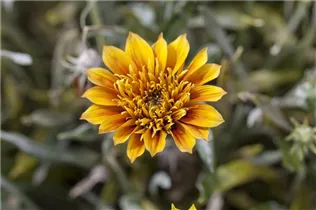Gazania - Gazanie Gazania - Gazanie