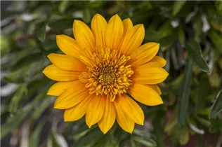 Gazania - Gazanie Gazania - Gazanie