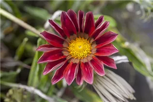 Gazania - Gazanie Gazania - Gazanie