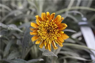 Gazania - Gazanie Gazania - Gazanie