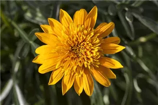 Gazania - Gazanie Gazania - Gazanie