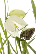 Fritillaria meleagris 'Alba' - Schachbrettblume 'Alba'