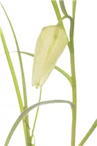 Fritillaria meleagris 'Alba' - Schachbrettblume 'Alba'