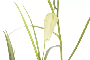 Fritillaria meleagris 'Alba' - Schachbrettblume 'Alba'