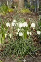 Fritillaria meleagris 'Alba' - Schachbrettblume 'Alba'