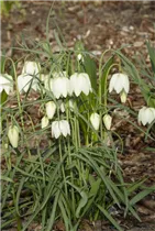 Fritillaria meleagris 'Alba' - Schachbrettblume 'Alba'