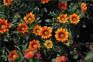 Gazania 'Daybreak Bronze' - Gazanie 'Daybreak Bronze'