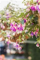 Fuchsia 'Arêtes Colmar' - Fuchsie 'Arêtes Colmar'