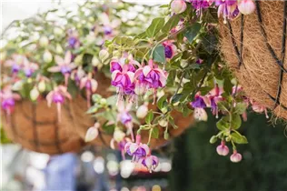 Fuchsia 'Arêtes Colmar' - Fuchsie 'Arêtes Colmar'