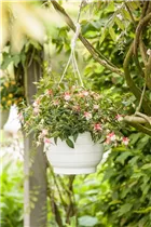 Fuchsia Hybride, hängend - Hängende Fuchsie Fuchsia Hybride, hängend - Hängende Fuchsie