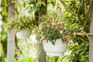 Fuchsia Hybride, hängend - Hängende Fuchsie Fuchsia Hybride, hängend - Hängende Fuchsie