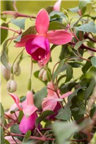 Fuchsia Hybride, hängend - Hängende Fuchsie Fuchsia Hybride, hängend - Hängende Fuchsie