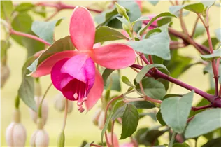 Fuchsia Hybride, hängend - Hängende Fuchsie Fuchsia Hybride, hängend - Hängende Fuchsie