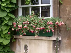 Fuchsia Hybride, hängend - Hängende Fuchsie Fuchsia Hybride, hängend - Hängende Fuchsie