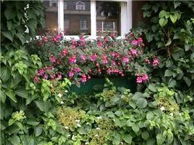 Fuchsia Hybride, hängend - Hängende Fuchsie Fuchsia Hybride, hängend - Hängende Fuchsie