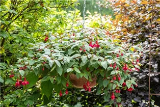 Fuchsia Hybride, hängend - Hängende Fuchsie Fuchsia Hybride, hängend - Hängende Fuchsie