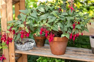 Fuchsia Hybride, hängend - Hängende Fuchsie Fuchsia Hybride, hängend - Hängende Fuchsie