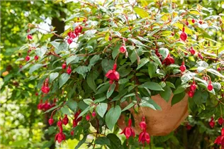 Fuchsia Hybride, hängend - Hängende Fuchsie Fuchsia Hybride, hängend - Hängende Fuchsie