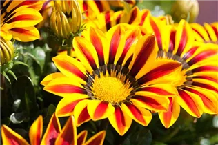 Gazania rigens 'Magic' - Gazanie 'Magic'