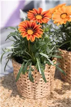 Gazania rigens 'Magic' - Gazanie 'Magic'