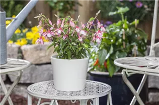 Fuchsia Hybride, stehend - Stehende Fuchsie
