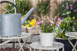 Fuchsia Hybride, stehend - Stehende Fuchsie