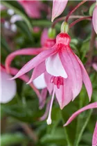 Fuchsia Hybride, stehend - Stehende Fuchsie