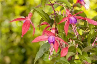 Fuchsia Hybride, stehend - Stehende Fuchsie
