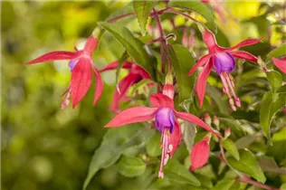 Fuchsia Hybride, stehend - Stehende Fuchsie