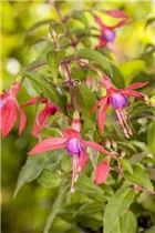 Fuchsia Hybride, stehend - Stehende Fuchsie