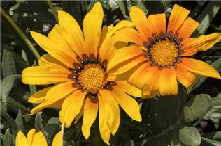 Gazania rigens 'Sunshine' - Mittagsblume 'Sunshine'