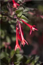 Fuchsia 'Koralle' - Fuchsie 'Koralle' Fuchsia 'Koralle' - Fuchsie 'Koralle'