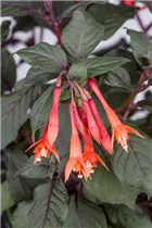 Fuchsia 'Koralle' - Fuchsie 'Koralle' Fuchsia 'Koralle' - Fuchsie 'Koralle'