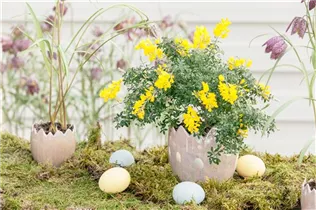 Genista canariensis - Kanarischer Ginster Genista canariensis - Kanarischer Ginster