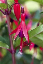 Fuchsia magellanica - Patagonische Fuchsie