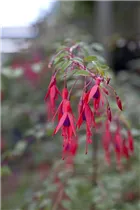Fuchsia magellanica - Patagonische Fuchsie