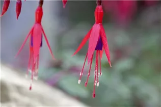 Fuchsia magellanica - Patagonische Fuchsie
