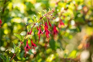 Fuchsia magellanica - Patagonische Fuchsie